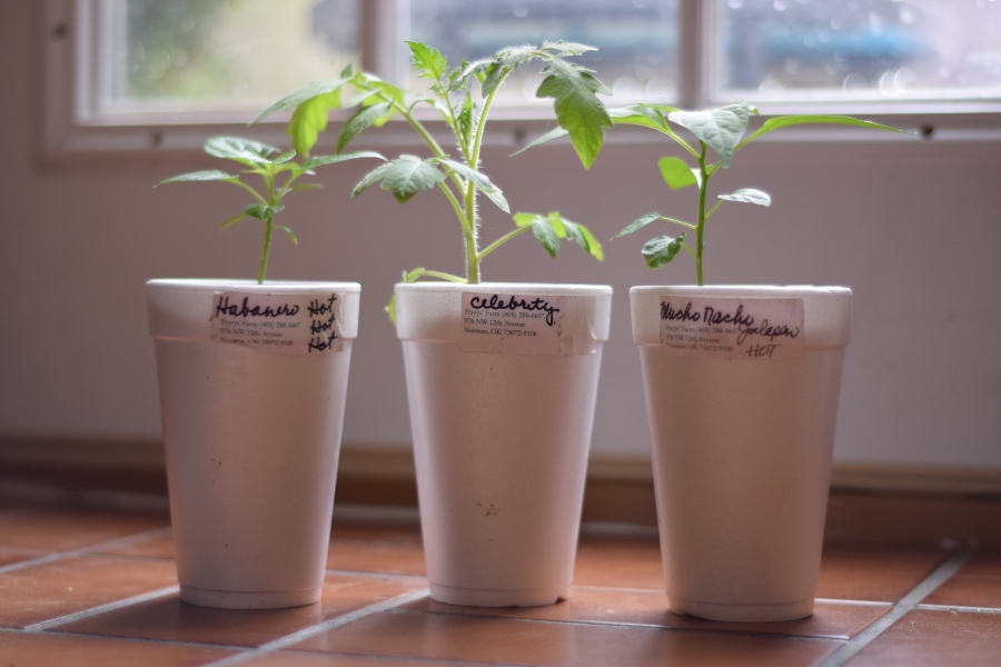 New Plant Babies